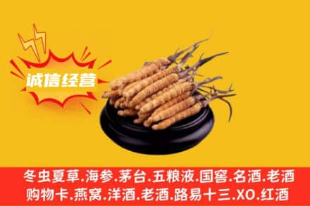 察哈尔右翼前旗回收冬虫夏草